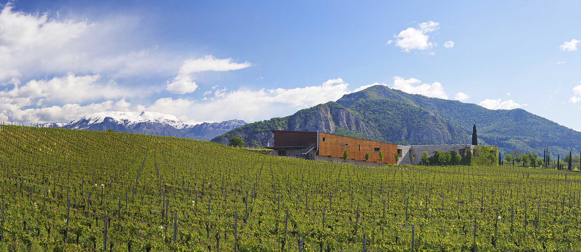 Panoramica tra i vigneti di Barone Pizzini